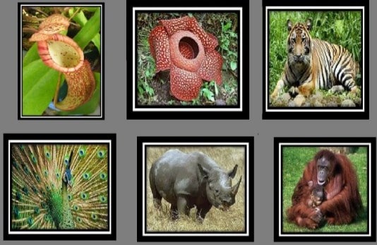 10 Fauna dan Flora Terlangka di Indonesia – Flora dan Fauna