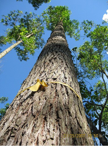 pohon ampupu