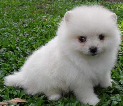 Anjing Pomeranian kecil