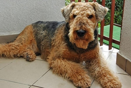 Anjing Terrier Airedale