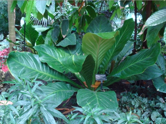 Anthurium Hokeri