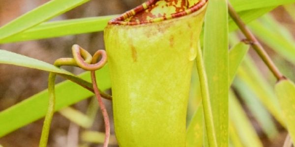 Nepenthes Ceciliae