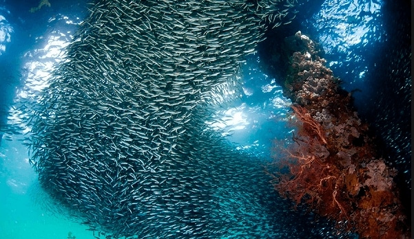 baawah laut wakatobi