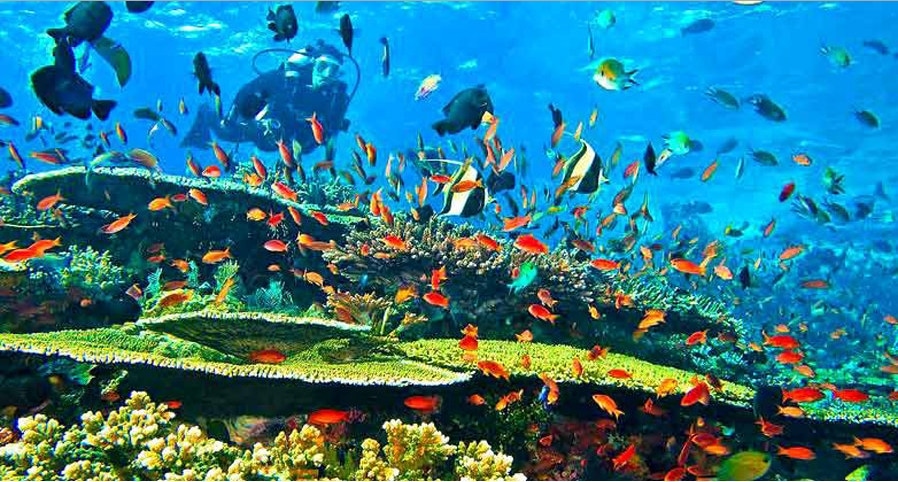 Surga Keindahan Alam Bawah Laut Indonesia – Flora dan Fauna
