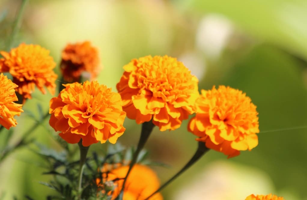bunga marigolds