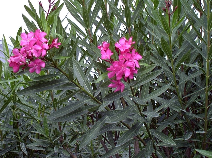 bunga oleander