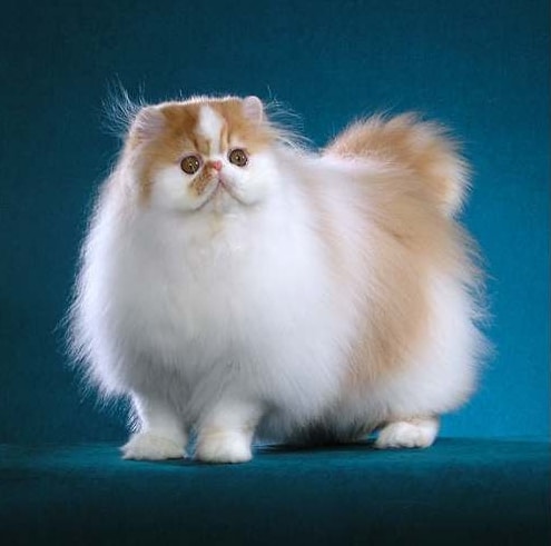 kucing persia asli