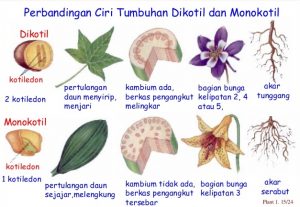 perbedaan tumbuhan dikotil monokotil