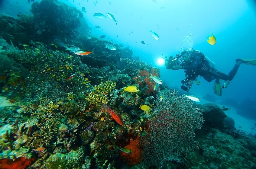 Keindahan Bawah Laut Indonesia Dapat Dijadikan Objek Wisata