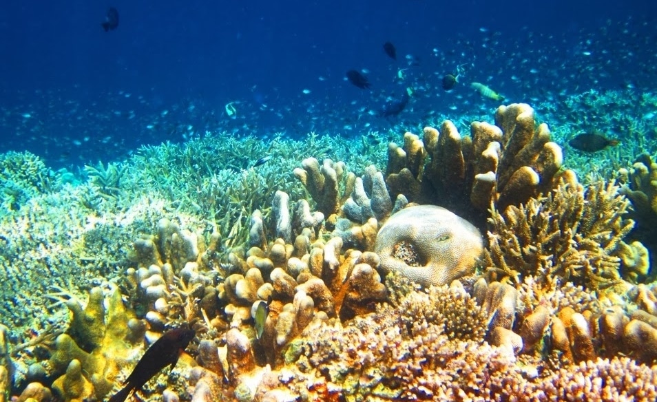 under water pulau derawan