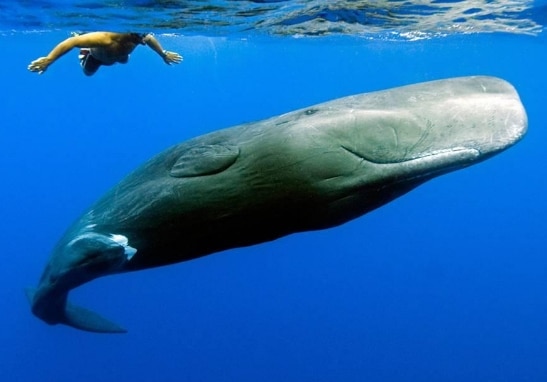 Paus Sperma (Sperm Whale)