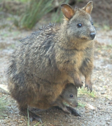 marsupial Pademelon