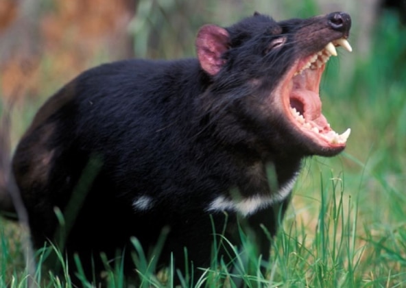 marsupial tasmanian devil