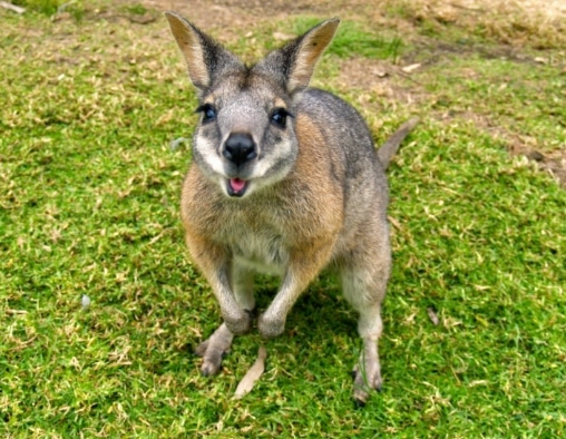 marsupial wallaby