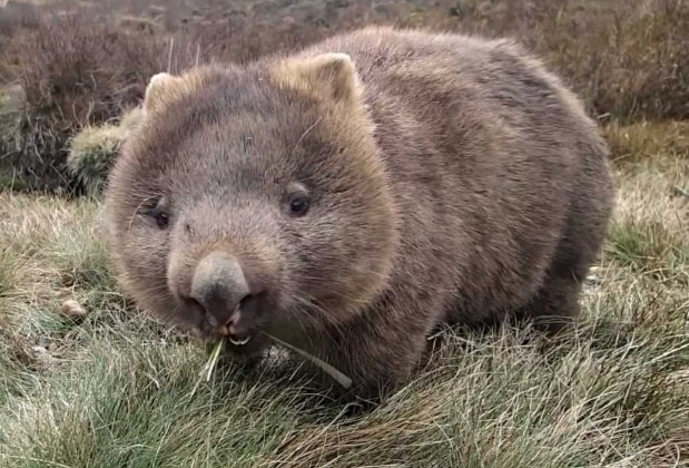 marsupial wombat