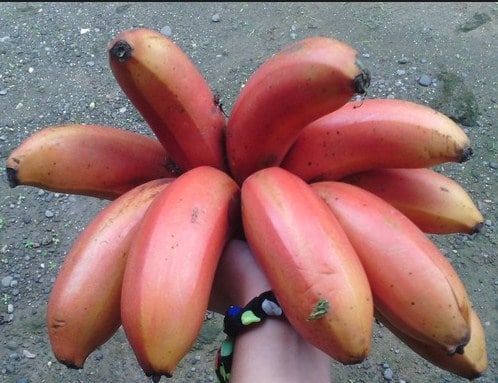 pisang kidang