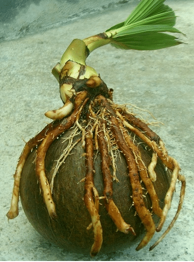 tunas bonsai kelapa