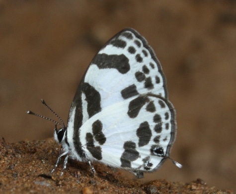 Banded Blue Pierrot, Discolampa ethion.