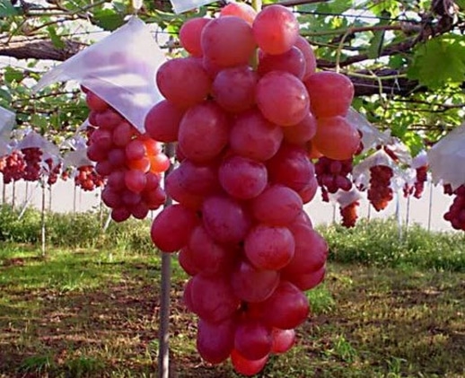 Barbarossa grape