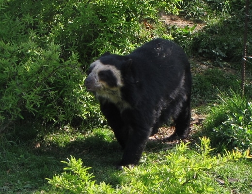 Beruang Tremarctos ornatus