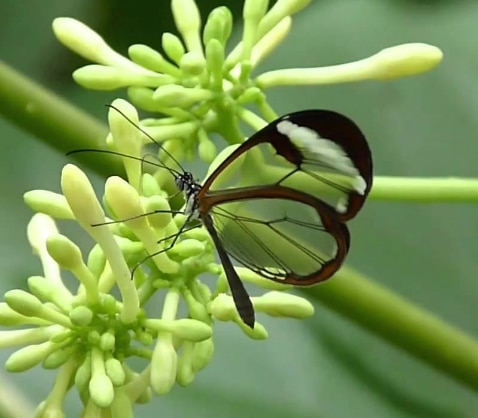 Glasswing butterfly,Greta oto.