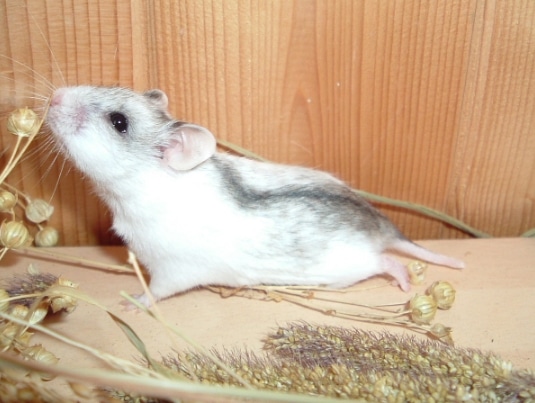 Hamster Cina (Cricetulus griseus)