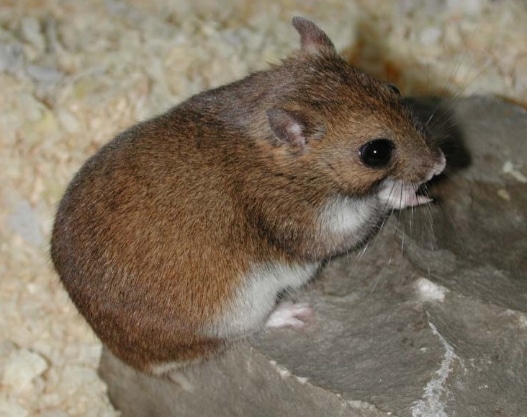 Hamster Kazakhstan (Allocricetulus eversmanni)