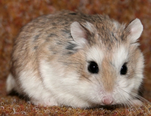 Hamster Roborovski (Phodopus roborovskii)