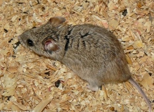 Hamster ekor panjang (Cricetulus longicaudatus)