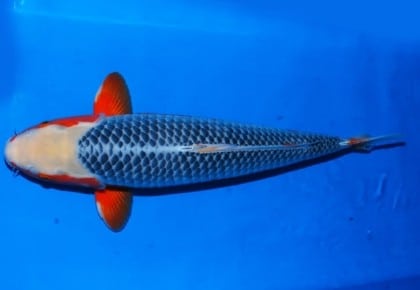 Ikan Koi Asagi