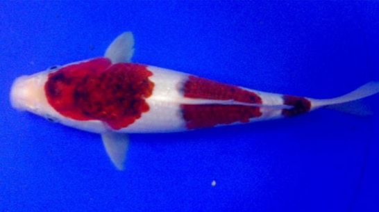 Ikan Koi Goromo