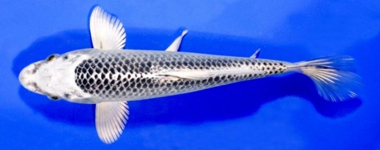 Ikan Koi Matsuba