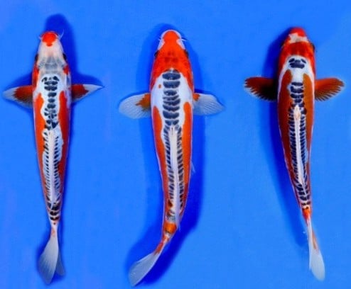 Ikan Koi Shusui