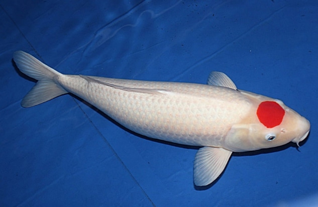Ikan Koi Tancho
