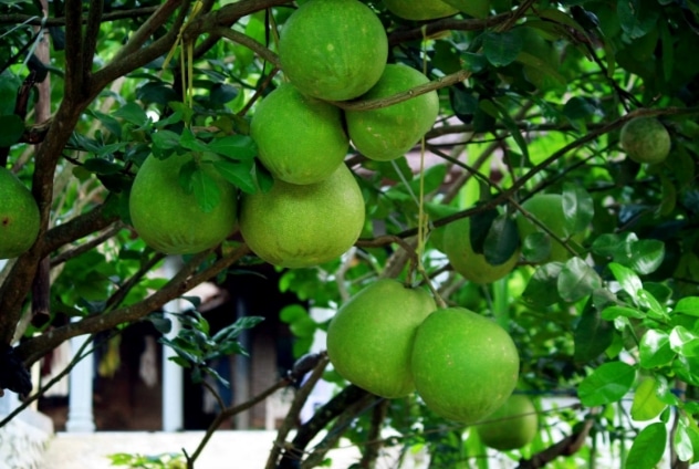 Jeruk bali di pohon