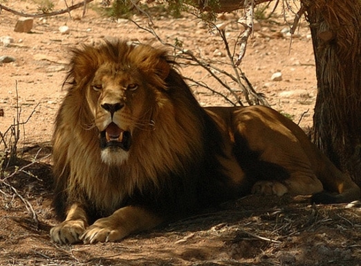 Panthera leo melanochaita (cape lion)