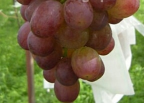 Sekirei Grape