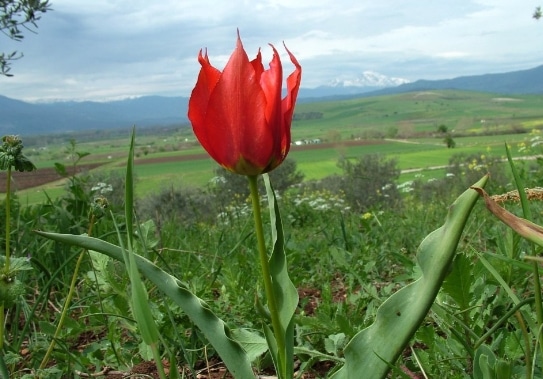 Tulipa undulatifolia