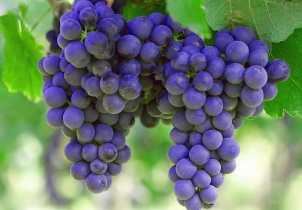 Klasifikasi Anggur Dan Penjelasan Varietas Macam Dan Manfaatnya Faunadanflora Com