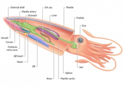 anatomi cephalopoda