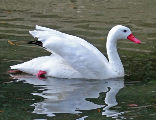 angsa coscoroba swan (Coscoroba coscoroba)
