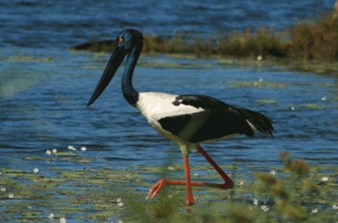 bangau Black-necked Stork (Ephippiorhynchus asiaticus)