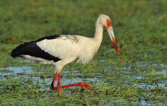 bangau Maguari Stork (Ciconia maguari)