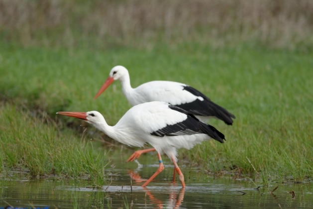 bangau White Stork (Ciconia ciconia)