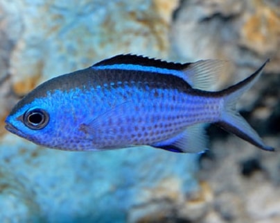  Reef Chromis biru