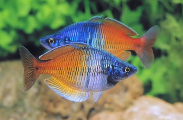 ikan rainbow fish