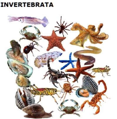 Klasifikasi Hewan (Vertebrata Dan Invertebrata) Dan 