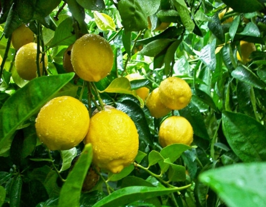 lemon di pohon
