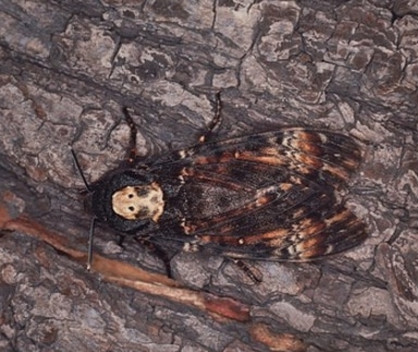 ngengat Death's-head Hawkmoth Acherontia sp.