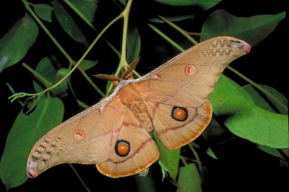 ngengat Emperor Gum Moth Opodiphthera eucalypti